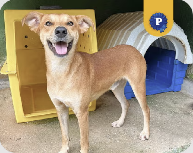 Billy - Cachorro caramelo para adoção em Osasco
