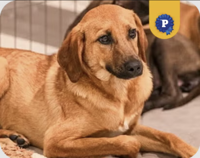 Mathias - Cachorro caramelo para adoção em Sorocaba