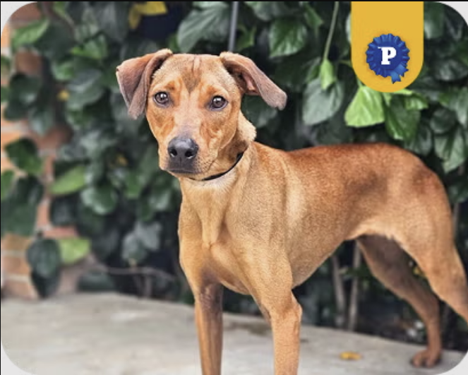 Toby - Cachorro para adoção em Diadema